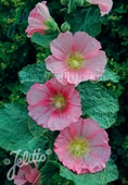 Alcea rosea-hybr. 'Radiant Rose'